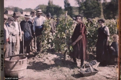 France, St Emilion, Vendangeurs au Château Pavie, Grand 1er Crû