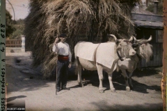 France, Bayonne, Sur la Route de Bayonne à St Etienne, attelage de boeufs