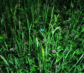 Photoespaña 2006 Naturaleza. | Manfred Willmann