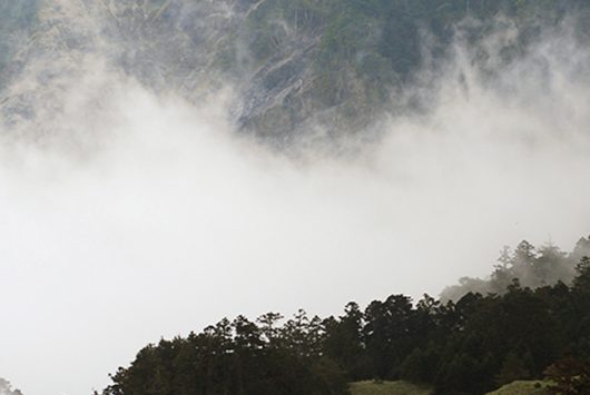 Song of the forest (???)