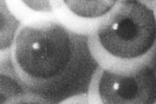 La vanguardia germana de animación