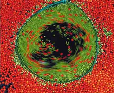 Huellas en la naturaleza | Nils-Udo