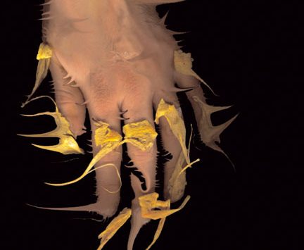 GOMINOLAS Y AZÚCAR | FILIPPOS TSITSOPOULOS Y JANNIS MARKOPOULOS