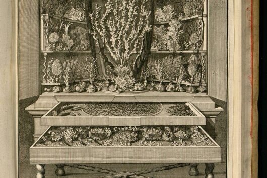 Vincent, Levinus_(1715) Wondertooneel der natuur –Tome 2, Dominio público